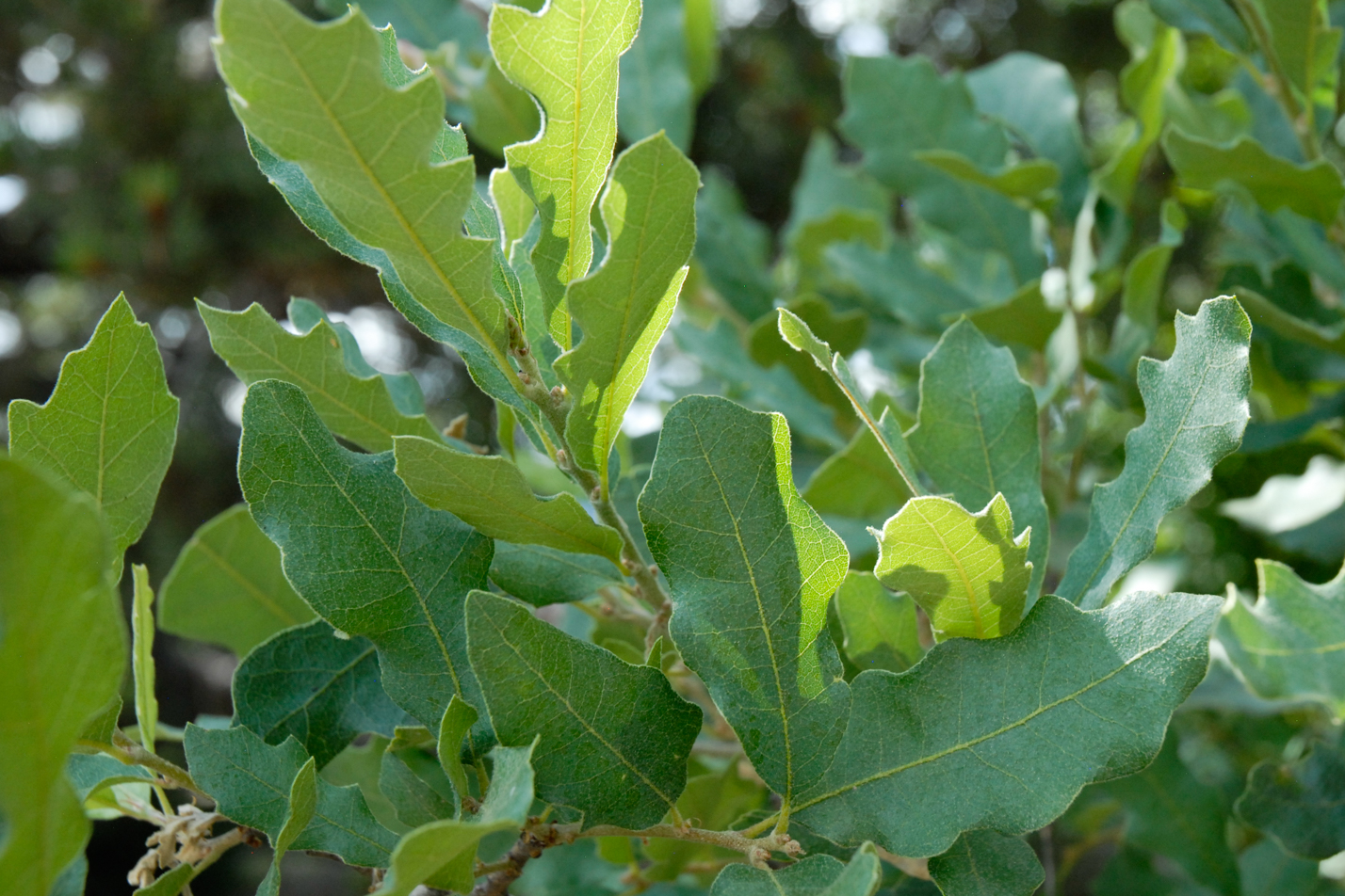 Wavyleaf Oak